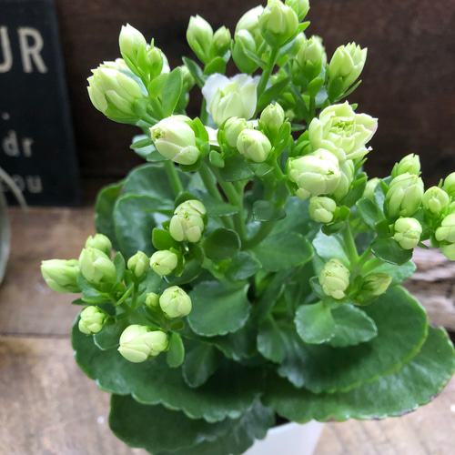 ホワイト♡カランコエ♡豪華な多肉植物♡パリ♡八重咲き♡インテリア