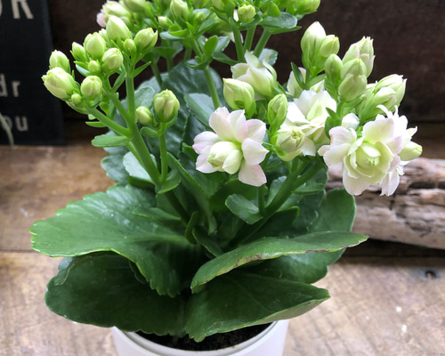 ホワイト♡カランコエ♡豪華な多肉植物♡パリ♡八重咲き♡インテリア