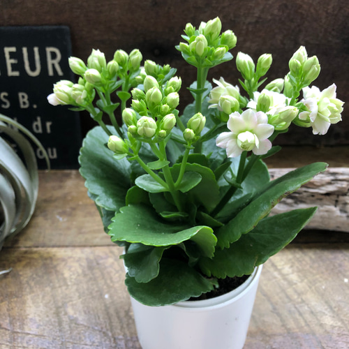 ホワイト♡カランコエ♡豪華な多肉植物♡パリ♡八重咲き♡インテリア