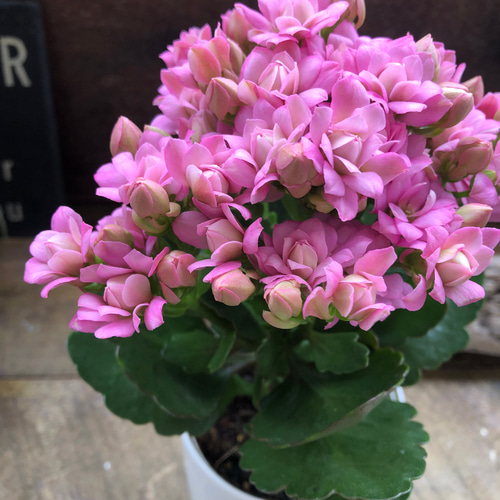 ピンク♡豪華なバラ咲き♡カランコエ♡ パリ♡多肉植物 アートフラワー