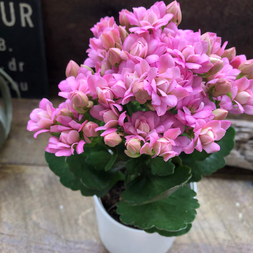 ピンク♡豪華なバラ咲き♡カランコエ♡ パリ♡多肉植物 アートフラワー