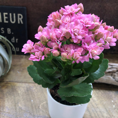 ピンク♡豪華なバラ咲き♡カランコエ♡ パリ♡多肉植物 アートフラワー