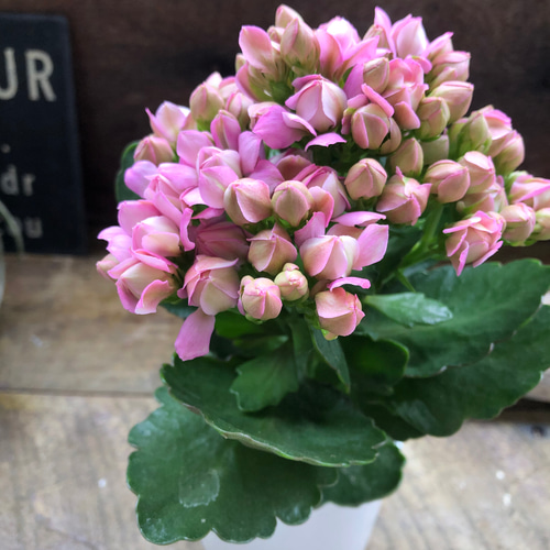 ピンク♡豪華なバラ咲き♡カランコエ♡ パリ♡多肉植物 アートフラワー