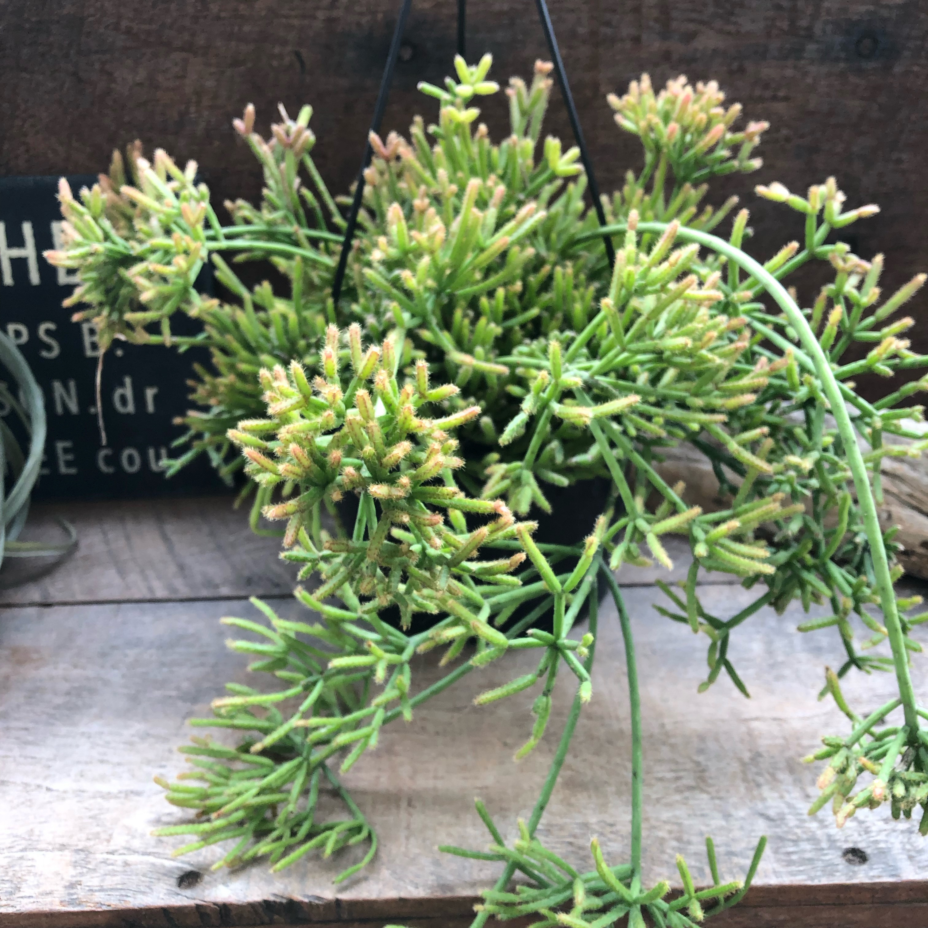 吊り下げ♡プリスマティカ♡リプサリス♡多肉植物