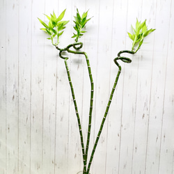 幹太め♡ ハートリーフ 希少 ユーカリ オービフォリア 5号 その他