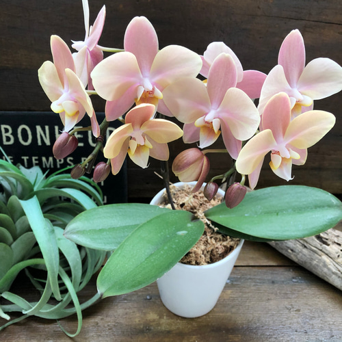 マザーチーク♡2本立て胡蝶蘭♡アンティークピンク♡ アートフラワー