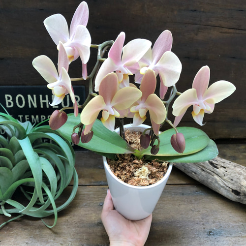 マザーチーク♡2本立て胡蝶蘭♡アンティークピンク♡ アートフラワー