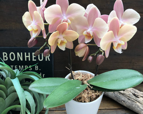 マザーチーク♡2本立て胡蝶蘭♡アンティークピンク♡ アートフラワー