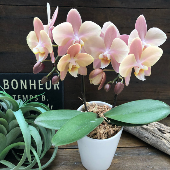 マザーチーク♡2本立て胡蝶蘭♡アンティークピンク♡ アートフラワー