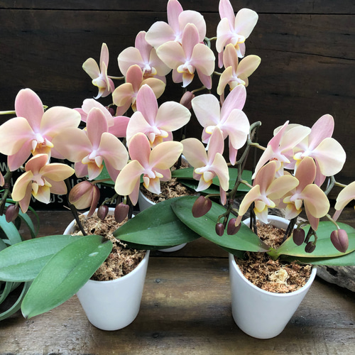 マザーチーク♡2本立て胡蝶蘭♡アンティークピンク♡ アートフラワー