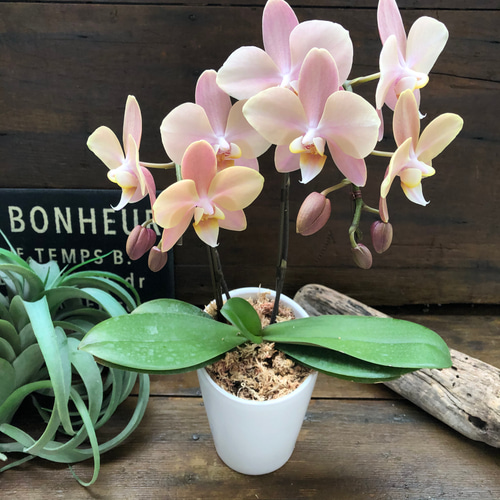 レア♡胡蝶蘭♡マザーチーク♡4号♡ニ鉢セット♡メルカリ便 マザーチーク♡2本立て胡蝶蘭♡アンティークピンク♡ アートフラワー