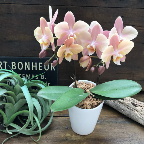 マザーチーク♡2本立て胡蝶蘭♡アンティークピンク♡ アートフラワー