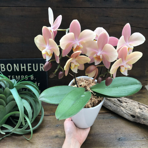 マザーチーク♡2本立て胡蝶蘭♡アンティークピンク♡ アートフラワー