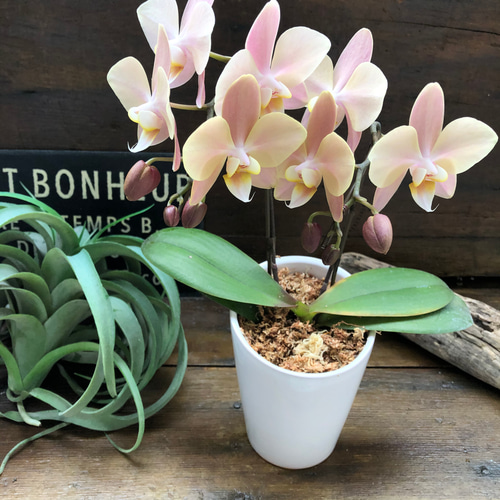 お買い得⭐️レア品種⭐️マザーチーク３株⭐️３本立ち マザーチーク♡2本立て胡蝶蘭♡アンティークピンク♡ アートフラワー