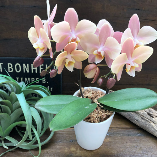 マザーチーク♡2本立て胡蝶蘭♡アンティークピンク♡ アートフラワー