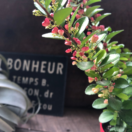 ハートのなる木♡ハートツリー♡実がいっぱい♡毎年大きく♡ハリ