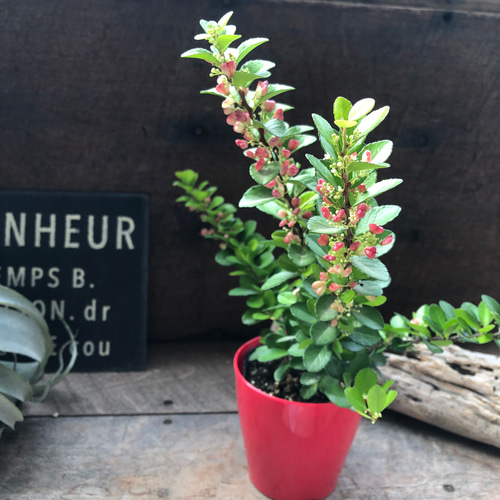 ハートのなる木♡ハートツリー♡実がいっぱい♡毎年大きく♡ハリ