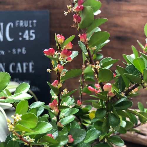 ハートのなる木♡ハートツリー♡実がいっぱい♡毎年大きく♡ハリ