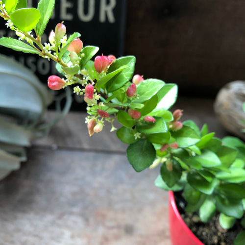 ハートのなる木♡ハートツリー♡実がいっぱい♡毎年大きく♡ハリ