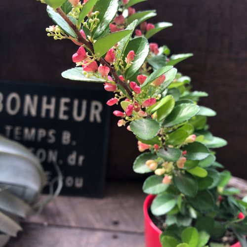 ハートのなる木♡ハートツリー♡実がいっぱい♡毎年大きく♡ハリ