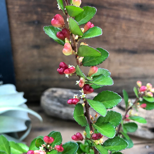 ハートのなる木♡ハートツリー♡実がいっぱい♡毎年大きく♡ハリ