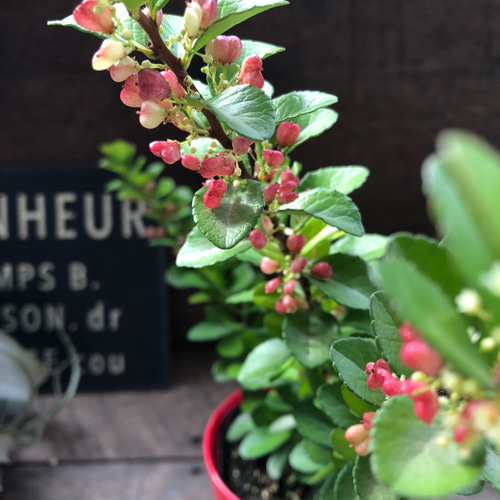 ハートのなる木♡ハートツリー♡実がいっぱい♡毎年大きく♡ハリ