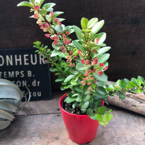 ハートのなる木♡ハートツリー♡実がいっぱい♡毎年大きく♡ハリ