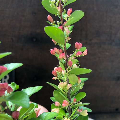 ハートのなる木♡ハートツリー♡実がいっぱい♡毎年大きく♡ハリ