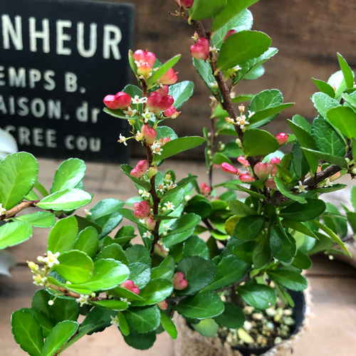 ハートのなる木♡ハートツリー♡実がいっぱい♡毎年大きく♡ハリ