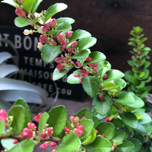 ハートのなる木♡ハートツリー♡実がいっぱい♡毎年大きく♡ハリ