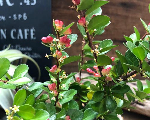 ハートのなる木♡ハートツリー♡実がいっぱい♡毎年大きく♡ハリ