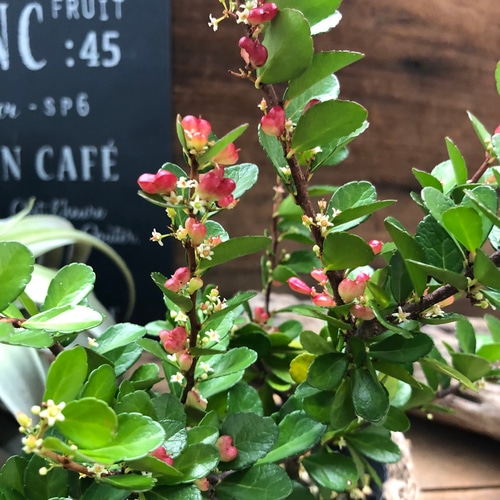 ハートのなる木♡ハートツリー♡実がいっぱい♡毎年大きく♡ハリ