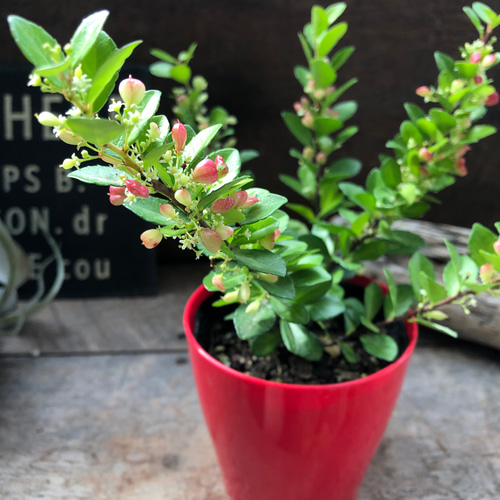 ハートのなる木♡ハートツリー♡実がいっぱい♡毎年大きく♡ハリ