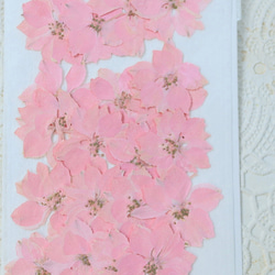 押し花　美品 ドライ】m flowers/押し花 ハイブリッドスターチス ピンク - 花