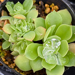 ニクサーナ錦＊多肉植物＊葉挿し 多肉植物 ＊N＊ 通販 18494875