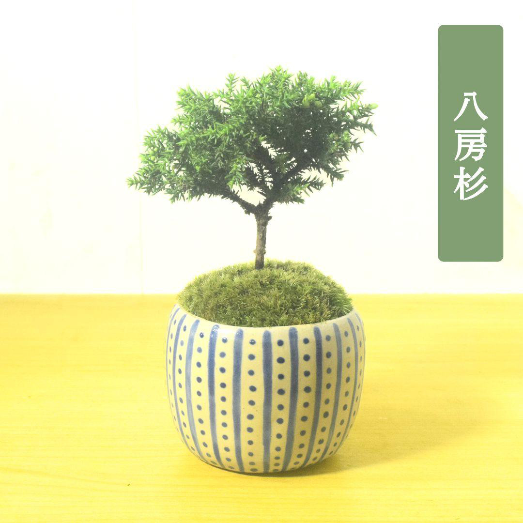 POTOCO 八房 杉 盆栽 観葉植物 陶器鉢 プランター 小品盆栽 苔玉 苔