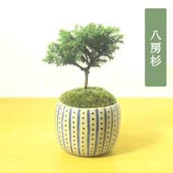 「亦盆栽」姫沙羅 小品盆栽 亦盆栽」姫沙羅 小品盆栽 【公式通販】