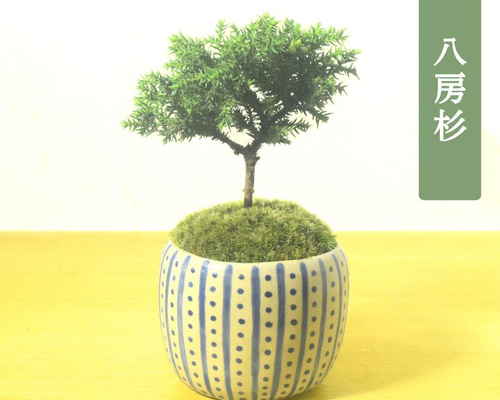 自然樹形の盆栽 陶器鉢 苔付き POTOCO 八房 杉 盆栽 観葉植物 陶器鉢 プランター 小品盆栽 苔玉 苔