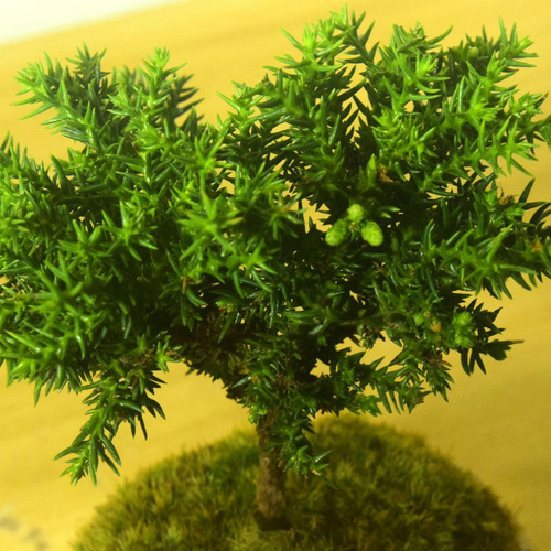 POTOCO 八房 杉 盆栽 観葉植物 陶器鉢 プランター 小品盆栽 苔玉 苔