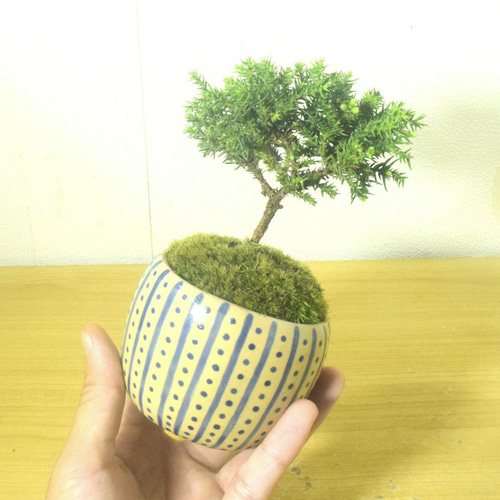 ツバキ 中型盆栽 陶器鉢 苔付き POTOCO 八房 杉 盆栽 観葉植物 陶器鉢 プランター 小品盆栽 苔玉 苔