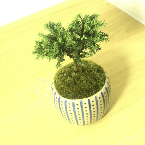 POTOCO 八房 杉 盆栽 観葉植物 陶器鉢 プランター 小品盆栽 苔玉 苔