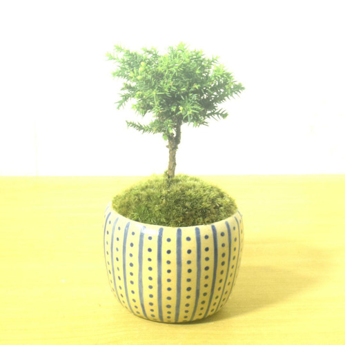 POTOCO 八房 杉 盆栽 観葉植物 陶器鉢 プランター 小品盆栽 苔玉 苔