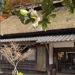 高取焼 高取焼き 丸皿 取り皿 筑前茶陶高取焼 高取八仙窯 陶器 食器 052 8枚目の画像