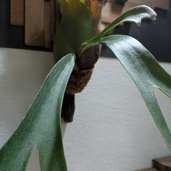 【送料無料】プラティセリウム アルシコルネ［流木付・現品限り］【着生植物】（ビカクシダ・コウモリラン） 3枚目の画像