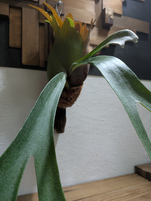 【送料無料】プラティセリウム アルシコルネ［流木付・現品限り］【着生植物】（ビカクシダ・コウモリラン） 3枚目の画像