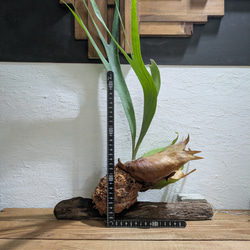 【送料無料】プラティセリウム アルシコルネ［流木付・現品限り］【着生植物】（ビカクシダ・コウモリラン） 5枚目の画像