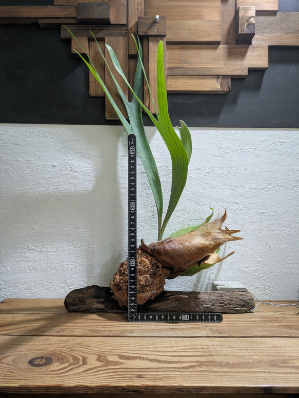 【送料無料】プラティセリウム アルシコルネ［流木付・現品限り］【着生植物】（ビカクシダ・コウモリラン） 5枚目の画像