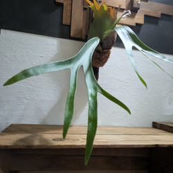 【送料無料】プラティセリウム アルシコルネ［流木付・現品限り］【着生植物】（ビカクシダ・コウモリラン） 1枚目の画像