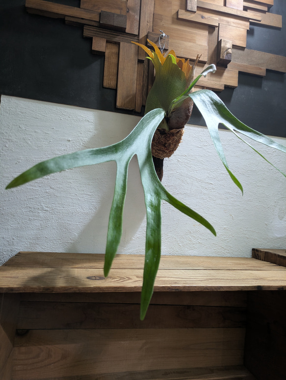 【送料無料】プラティセリウム アルシコルネ［流木付・現品限り］【着生植物】（ビカクシダ・コウモリラン） 1枚目の画像