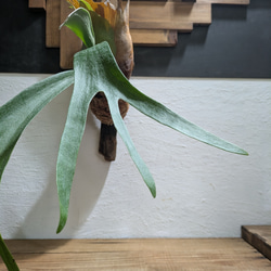 【送料無料】プラティセリウム アルシコルネ［流木付・現品限り］【着生植物】（ビカクシダ・コウモリラン） 2枚目の画像